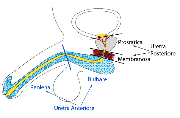Uretra maschile illustrazione dell'anatomia
