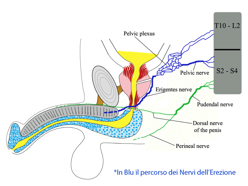 Anatomia dell'uretra - innervazione