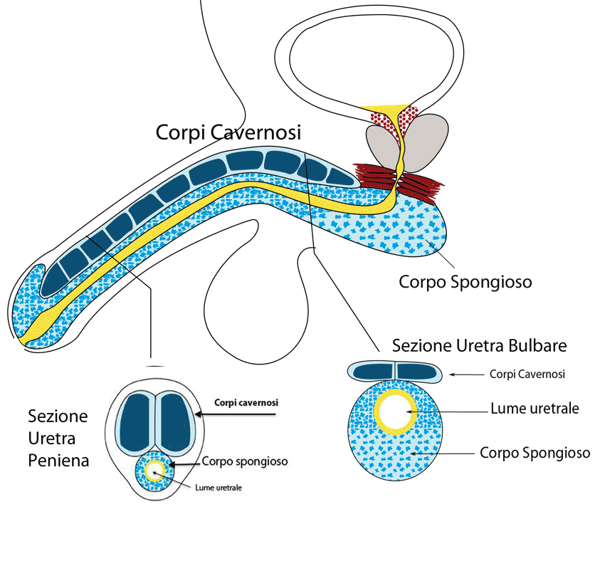 illustrazione dei corpi cavernosi dell'uretra