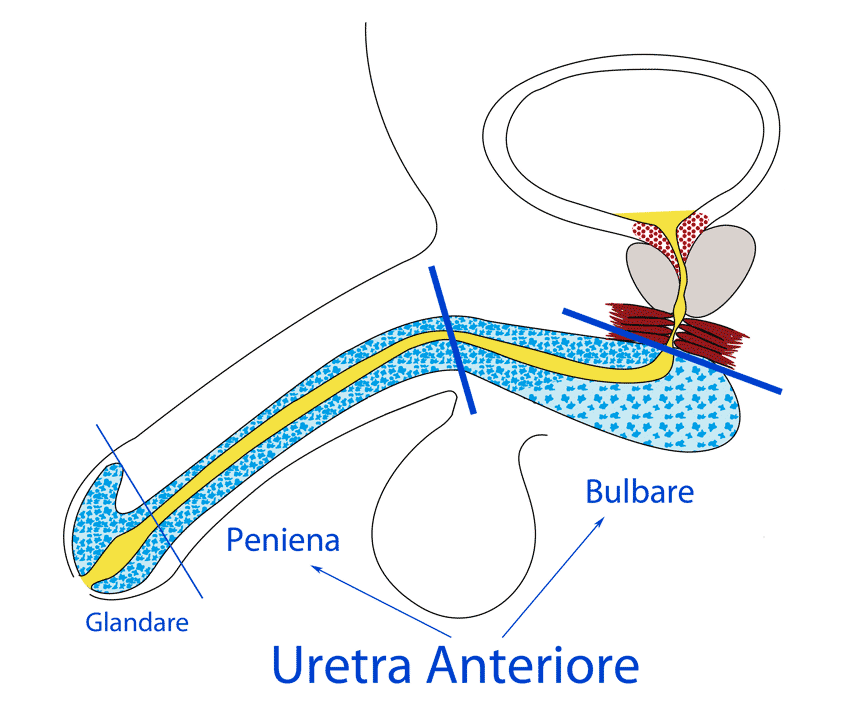 illustrazione dell'uretra glandare